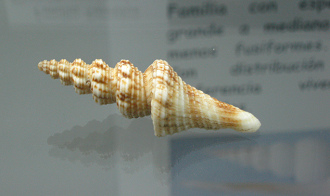 Fusiturricula jaquensis, Nahaufnahme