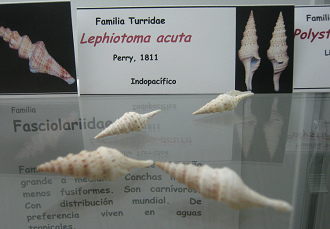 Lephiotoma acuta