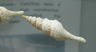 Lephiotoma acuta, Nahaufnahme