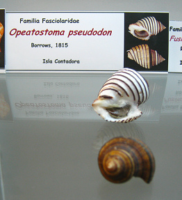 Opeatostoma pseudodon