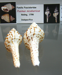 Fusinus nicobaricus