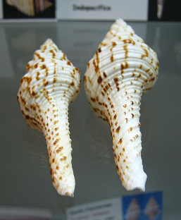 Fusinus nicobaricus, Nahaufnahme