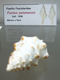 Fusinus panamensis