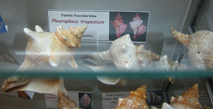 Pleuroploca trapezium, placa
