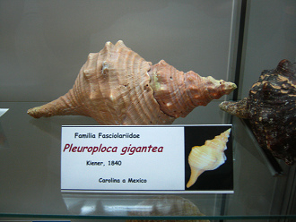 Pleuroploca gigantea