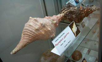 Pleuroploca gigantea, Totale