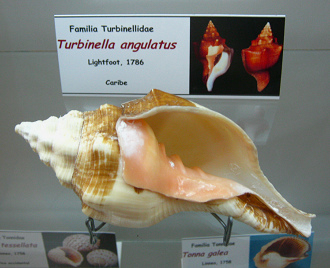 Turbinella angulatus, placa