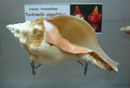 Turbinella angulatus, vista total