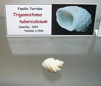 Trigonostoma tuberculosum