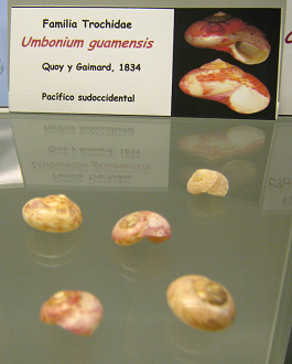 Umbonium guamensis