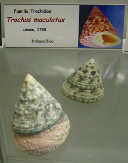 Trochus maculatus