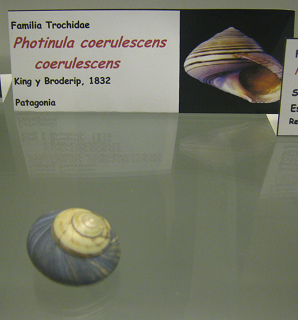 Photinula coerulescens coerulescens