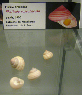Photinula roseolineata