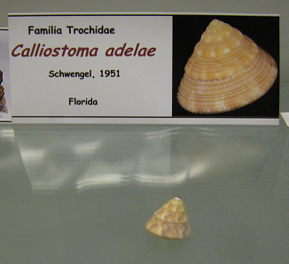 Calliostoma adelae