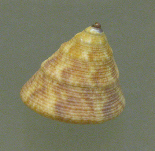 Calliostoma adelae, primer plano