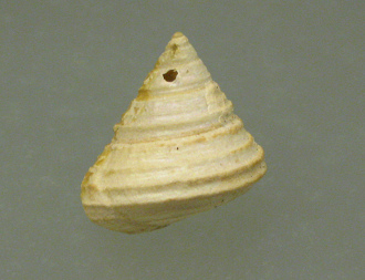 Calliostoma fonkii, primer plano