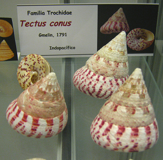 Tectus
                          conus