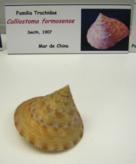 Calliostoma formosense