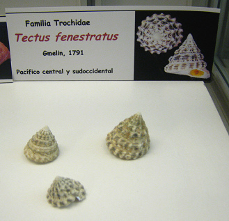 Tectus fenestratus