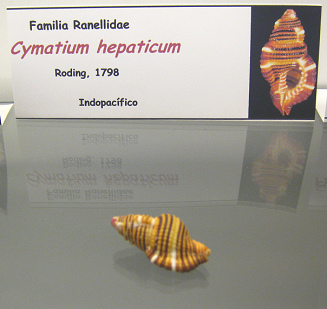 Cymatium hepaticum
