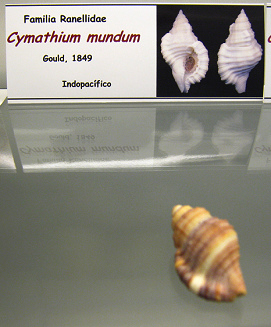 Cymatium mundum