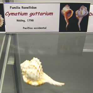 Cymatium guttarium