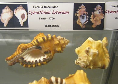 Cymatium lotorium