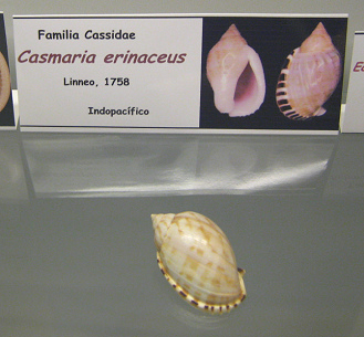 Casmaria erinaceus