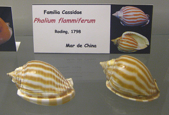Phalium flammiferum