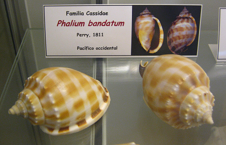 Phalium bandatum
