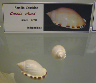 Cassis vibex