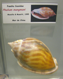 Phalium mangmani