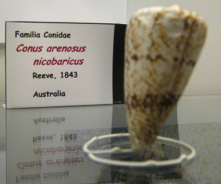 Conus arenoosus nicobaricus