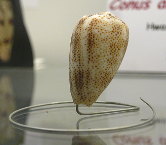 Conus arenatus, primer plano 01
