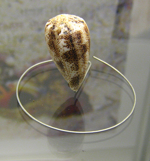 Conus arenatus, Nahaufnahme 02