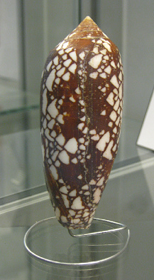 Conus aulicus, Nahaufnahme