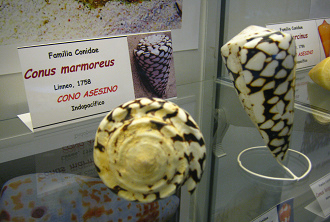 Conus marmoreus 02