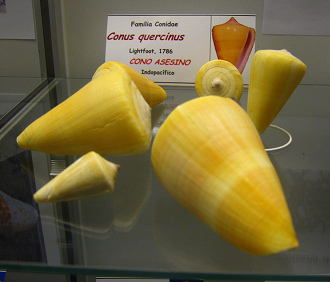 Conus
                          quercinus