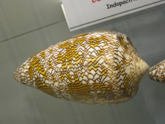 Conus textile, Nahaufnahme 02
