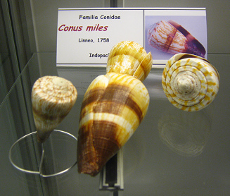 Conus
                          miles