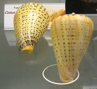 Conus betulinus, vista total