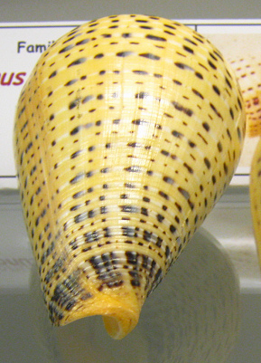 Conus betulinus, primer plano 01