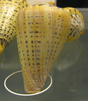 Conus betulinus, primer plano 02