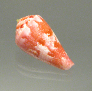 Conus pertusus, Nahaufnahme
