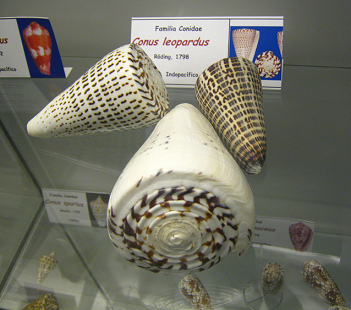 Conus
                          leopardus