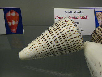 Conus leopardus, primer plano 01