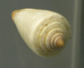 Conus algoensis, Nahaufnahme