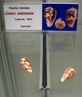 Conus
                          anemone