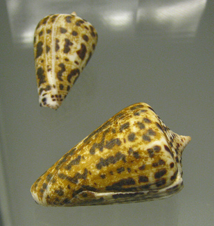 Conus spurius, primer plano 01