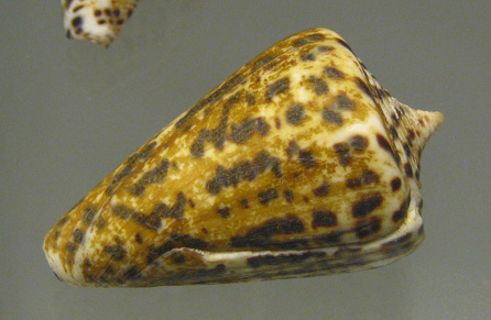 Conus spurius, Nahaufnahme 02